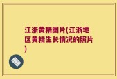 江浙黄精图片(江浙地区黄精生长情况的照片)