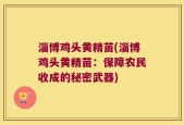 淄博鸡头黄精苗(淄博鸡头黄精苗：保障农民收成的秘密武器)