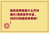 植株像黄精是什么药材图片(黄精营养丰富，如何识别植株像黄精？)