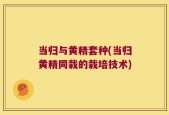 当归与黄精套种(当归黄精同栽的栽培技术)