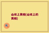 山坡上黄精(山坡上的黄精)
