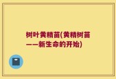 树叶黄精苗(黄精树苗——新生命的开始)