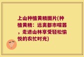 上山种植黄精图片(种植黄精：远离都市喧嚣，走进山林享受轻松愉悦的农忙时光)