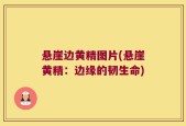 悬崖边黄精图片(悬崖黄精：边缘的韧生命)