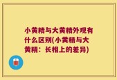 小黄精与大黄精外观有什么区别(小黄精与大黄精：长相上的差异)