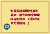 安徽黄精苗图片(美轮美奂！看完这组安徽黄精苗的照片，让你对未来充满期待！)