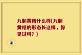 九制黄精什么样(九制黄精的形态长这样，你见过吗？)