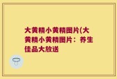 大黄精小黄精图片(大黄精小黄精图片：养生佳品大放送