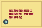 澄江黄精苗批发(澄江黄精苗批发：优质黄精苗批发平台)