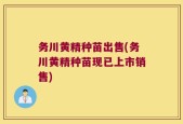 务川黄精种苗出售(务川黄精种苗现已上市销售)