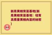 新晃黄精育苗基地(新晃黄精育苗基地：培育高质量黄精肉苗的秘密)