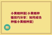 小黄精种苗(小黄精种植技巧分享：如何成功种植小黄精种苗)