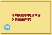 缅甸黄精季节(缅甸进入黄精盛产季)