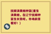 抚顺滇黄精种苗(重生滇黄精，在辽宁抚顺种苗生长势旺，市场前景看好！)