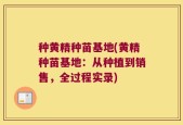 种黄精种苗基地(黄精种苗基地：从种植到销售，全过程实录)