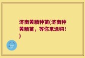 济南黄精种苗(济南种黄精苗，等你来选购！)