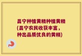 昌宁种植黄精种植黄精(昌宁农民收获丰富，种出品质优良的黄精)