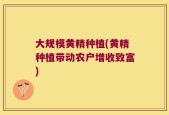 大规模黄精种植(黄精种植带动农户增收致富)