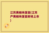 江苏黄精块茎苗(江苏产黄精块茎苗即将上市)