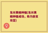 东川黄精种植(东川黄精种植成功，助力脱贫攻坚)