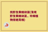 找野生黄精幼苗(发现野生黄精幼苗，珍稀植物惊艳亮相)