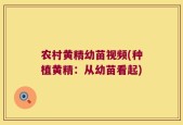 农村黄精幼苗视频(种植黄精：从幼苗看起)