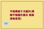 干燥黄精个子图片(黄精干燥图片展示 精美清晰呈现)