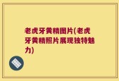 老虎牙黄精图片(老虎牙黄精照片展现独特魅力)
