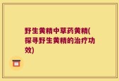 野生黄精中草药黄精(探寻野生黄精的治疗功效)