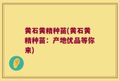 黄石黄精种苗(黄石黄精种苗：产地优品等你来)
