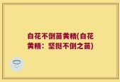 白花不倒苗黄精(白花黄精：坚挺不倒之苗)