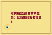 老黄精盆景(老黄精盆景：盆栽里的古老智慧)
