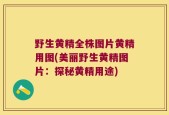 野生黄精全株图片黄精用图(美丽野生黄精图片：探秘黄精用途)
