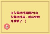 山东黄精种苗图片(山东黄精种苗，看这些照片就够了！)