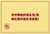 良种黄精种苗批发(黄精优质种苗批发销售)