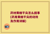 药材黄精干尖怎么回事(药用黄精干尖的功效及作用详解)