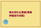 新化种什么黄精(黄精种植技巧详解)