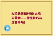 大鸡头黄精种植(大鸡头黄精——种植技巧与注意事项)
