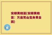 安顺黄精苗(安顺黄精苗：万亩荒山变身黄金园)