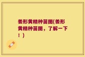 姜形黄精种苗图(姜形黄精种苗图，了解一下！)