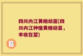 四川内江黄精幼苗(四川内江种植黄精幼苗，丰收在望)