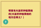哪里有大面积种植黄精的(大面积种植黄精的地方在哪儿？)