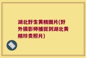 湖北野生黄精图片(野外摄影师捕捉到湖北黄精珍贵照片)