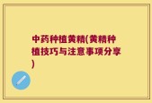 中药种植黄精(黄精种植技巧与注意事项分享)