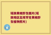 瑶族黄精野生图片(瑶族地区出现罕见黄精野生植物照片)