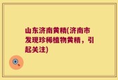 山东济南黄精(济南市发现珍稀植物黄精，引起关注)