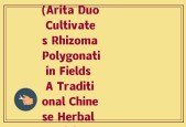 有田多与种黄精 英文(Arita Duo Cultivates Rhizoma Polygonati in Fields A Traditional Chinese Herbal Medicine)