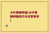 小叶黄精种苗(小叶黄精种植技巧与注意事项)