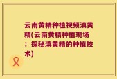 云南黄精种植视频滇黄精(云南黄精种植现场：探秘滇黄精的种植技术)