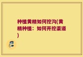 种植黄精如何挖沟(黄精种植：如何开挖渠道)